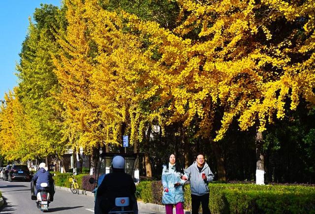 满园银杏落秋风！黄石这些地方进入颜值巅峰期