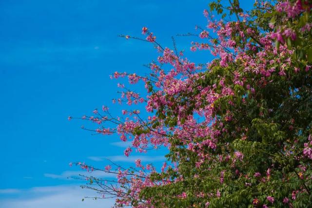 一秒圈“粉”！鼎湖的“美人树”盛情绽放