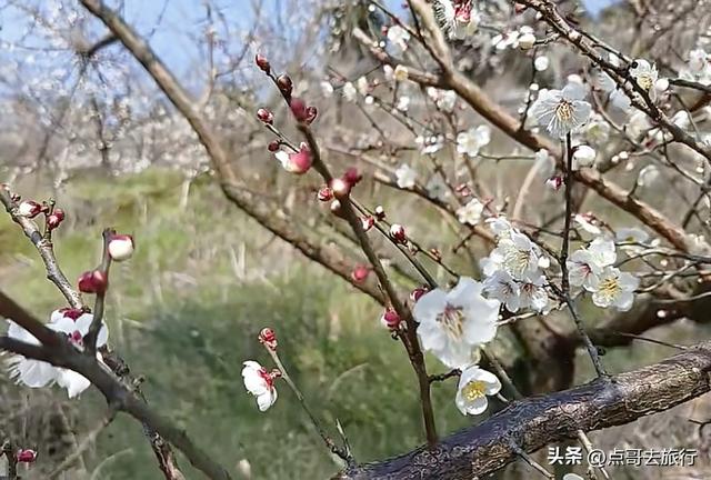 成都3000亩梅林开花了，被称为成都“小林芝”，非常震撼，免费！