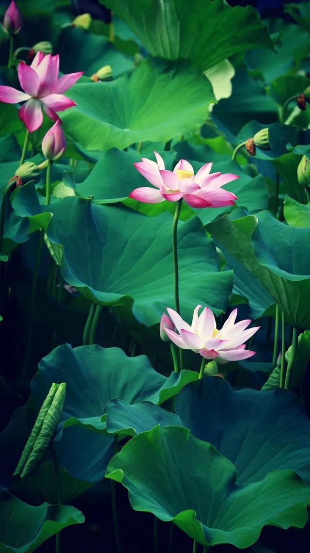 美丽西和 “荷”你有约