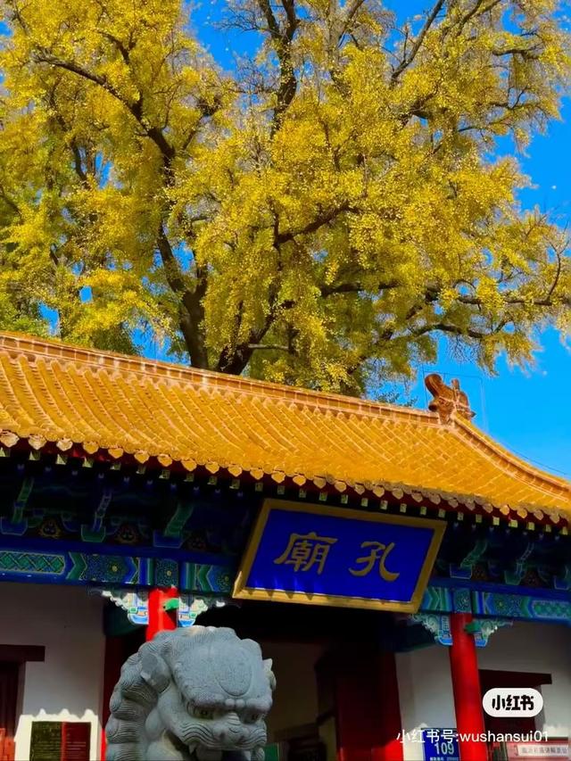 重阳节，在临沂这样过——9.9元景区特惠、赏菊、登高、祈福……