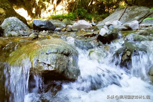 立减10℃!绿色天然避暑胜地,就在黑河国家森林公园→