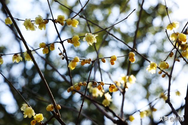 “蜡”么美“蜡”么香，上海公园蜡梅绽放即将迎来盛花期