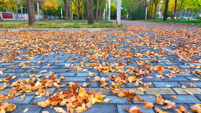 广饶初冬的仪式感来了！