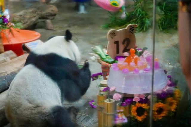 海南热带野生动植物园庆生熊猫兄弟暨国际熊猫粉丝节启幕