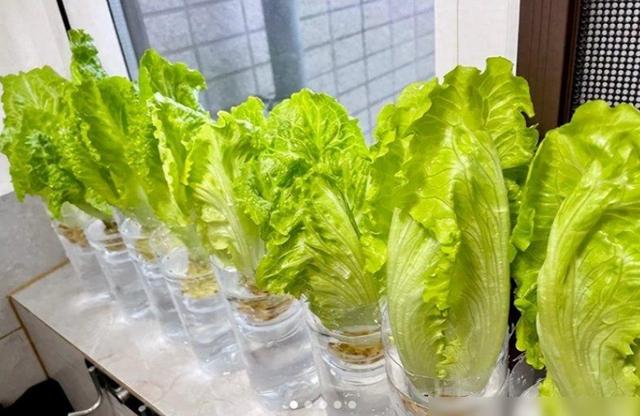 90后姑娘惊艳全网！几个塑料瓶搞定阳台菜园，月省数百元