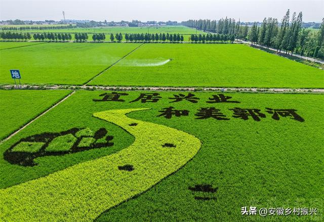 安徽庐江：“彩色稻田画”绘就乡村好风光