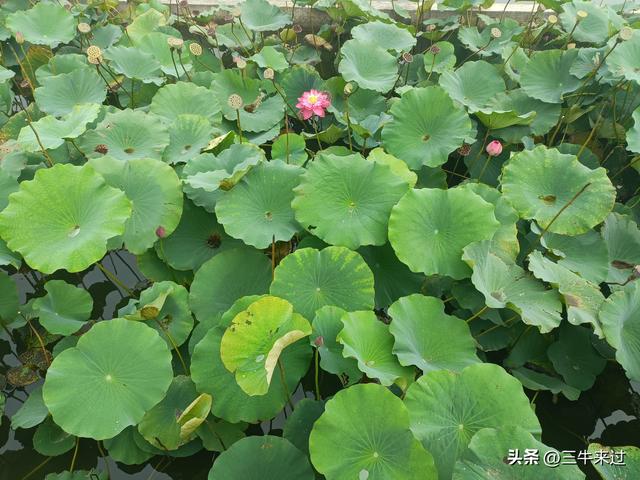 无为在歧路，国庆游淄博4
