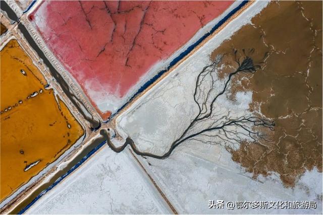 大地的笔触：在杭锦旗遇见哈日芒乃淖的“生命之树”