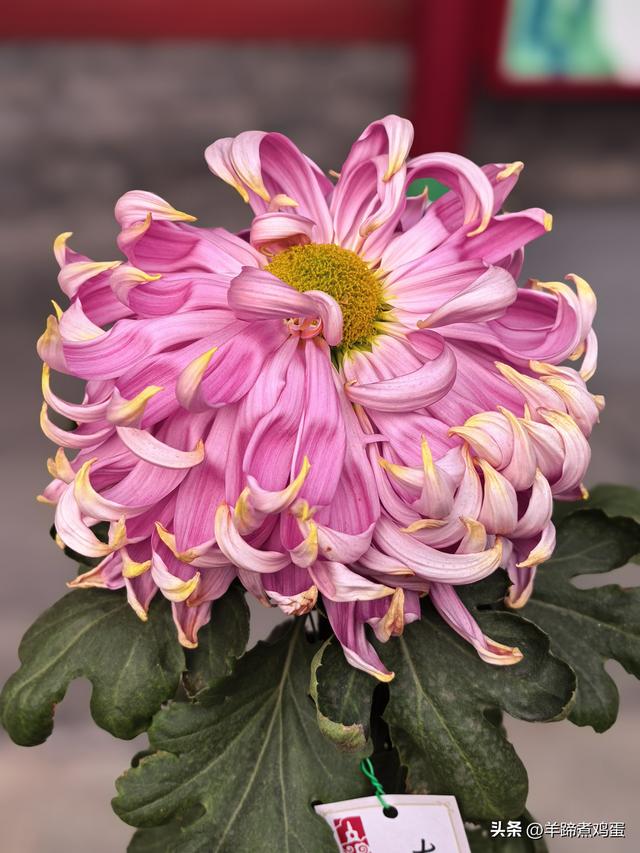 秋风独宠一园菊，晚来香艳出樊篱——北京北海公园2025年菊花展