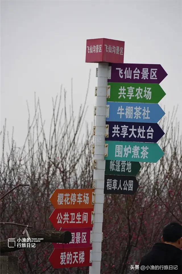 花期提前，秦岭第一波盛大花海已上线！这趟赏梅之旅，可以安排了