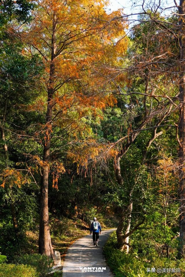 冬日限定！这里的落羽杉美出电影质感