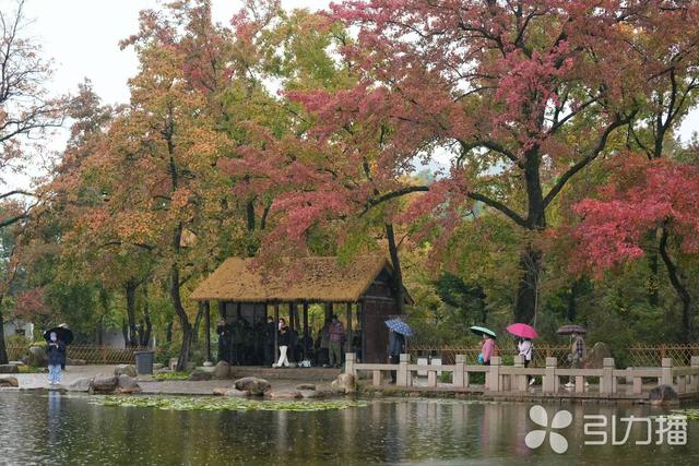 本周起，苏州天平山红枫迎来最佳观赏期