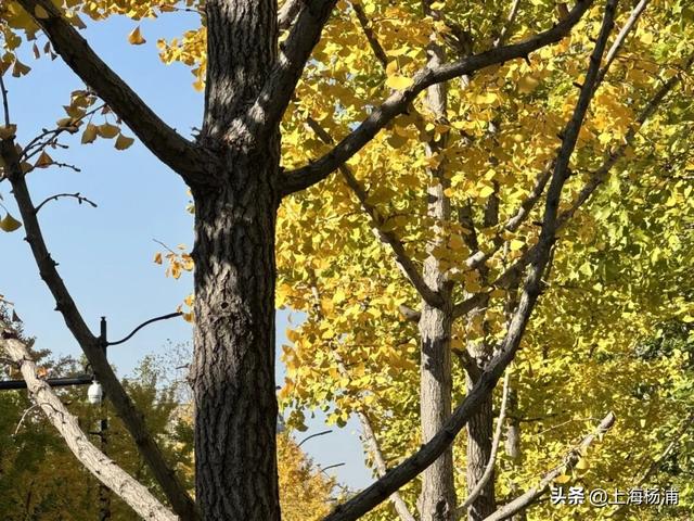 太美啦！去杨浦这两条路“踩”秋天，沙沙响的那种～