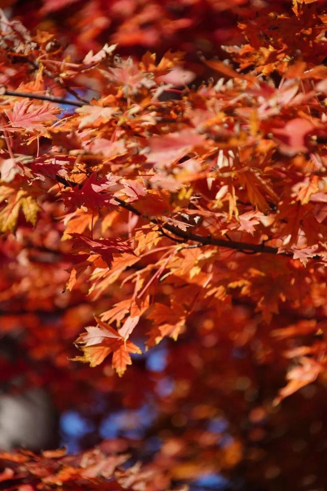 实拍！海淀“莫奈花园”已开启五彩斑斓“童话模式”