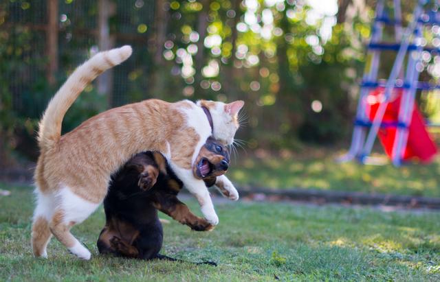 如何有效阻止猫狗大战：15种方法让你的宠物和平共处