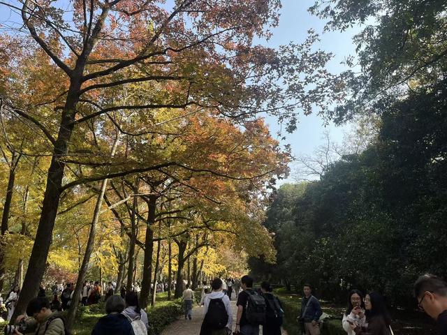 秋冬交替的明孝陵神道：一半秋意浓，一半冬风凉