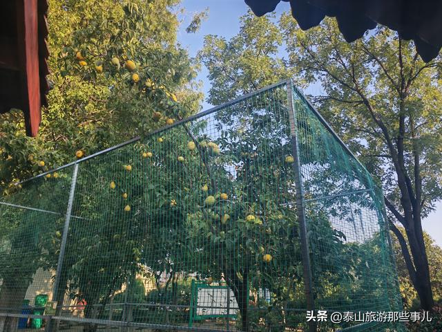 泰安：有一个城市园林，藏着1 眼泉水流芳千年，30个品种 600 盆秋菊