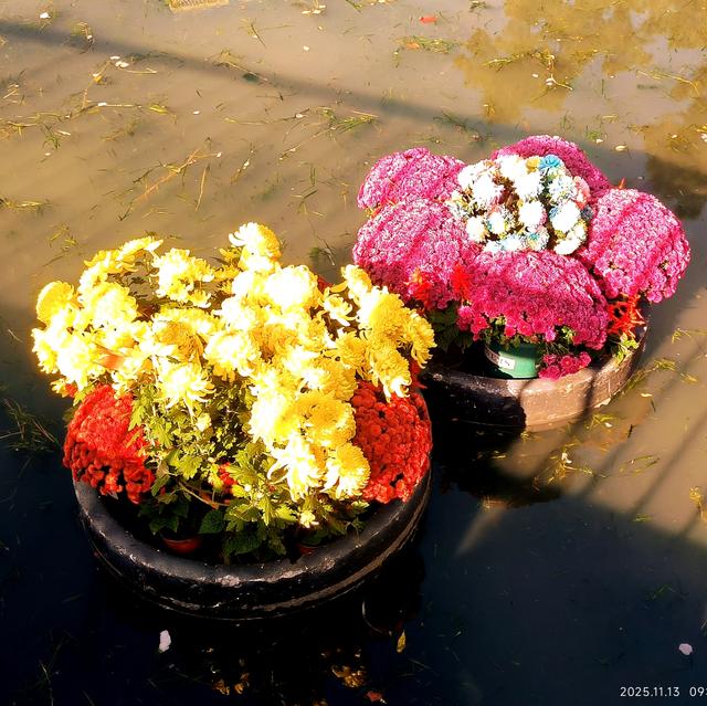 中山公园的菊花