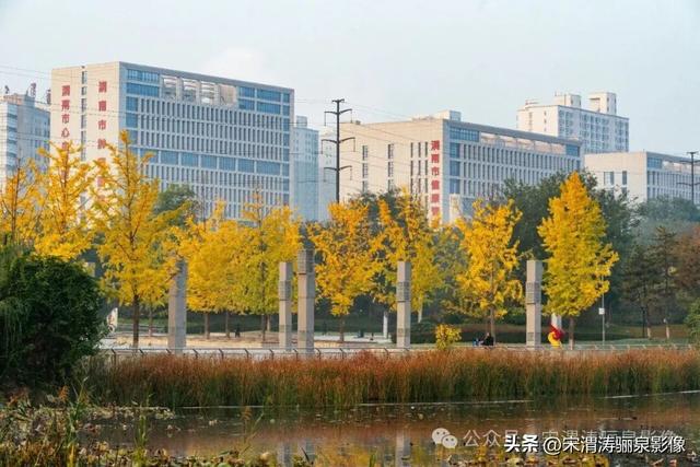 陕西渭南：人民公园银杏林色彩纷呈 祥和美丽 秋色宜人