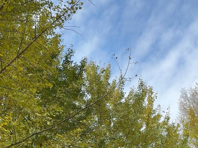 300米“金色长廊”上线！沈阳和平区第二届沈水湾银杏节开幕，自然与民俗点亮秋日浪漫