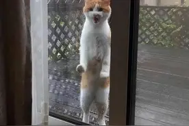 如果猫会说话，它会希望你能知道哪些事？图片