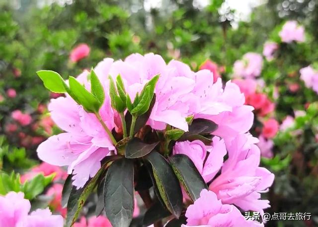成都公园最大规模杜鹃花开了，200多亩花开成海，不要门票！