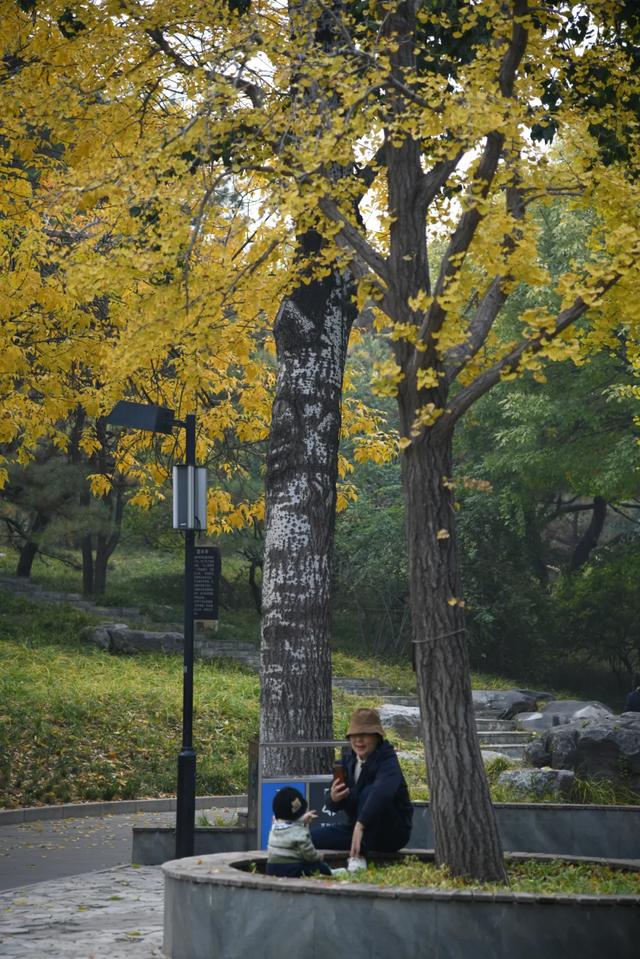 人在画中游！丰台花园秋色满园，错过再等一年，快来打卡~