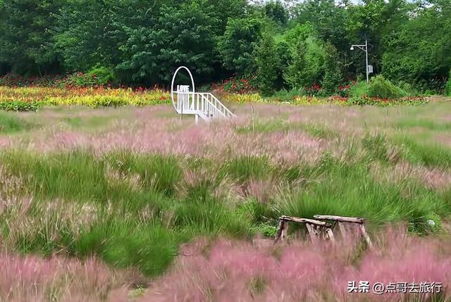 免费！成都最大面积粉黛草花海，粉色浪漫让人惊叹，地铁公交直达