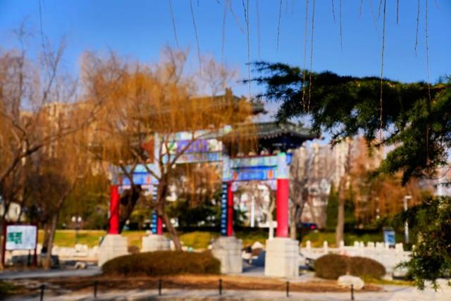 开了！开了！来闻一闻广饶2026年的第一缕花香！