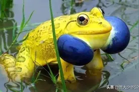 离奇的动物！牛蛙到了繁殖季节就换上土豪金的皮肤，色诱异性图片