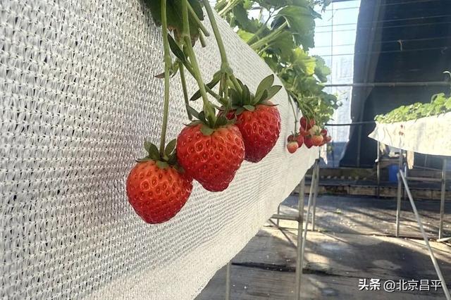 雪上逐乐，棚内摘甜！来昌平崔村，承包你的冬日快乐！