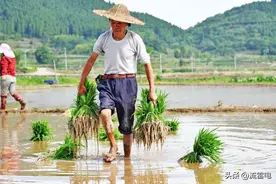 农民养老好消息不断！养老金按最高档交，每个月能领1000元吗？图片