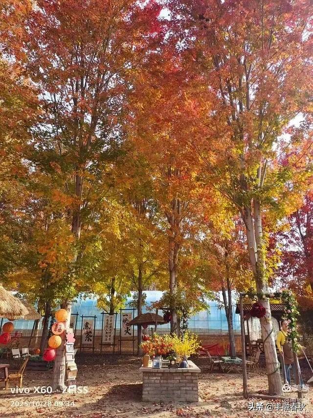 丹枫映秋，枫彩满楼｜申艳娟