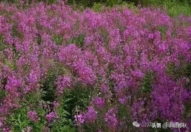 内蒙古高原上绽放的柳兰花｜李 芳