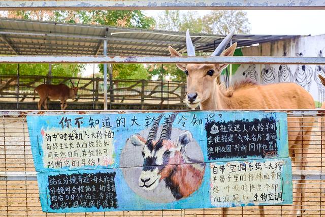 宿州野生动物园，从丛林之王到水上舞者，假日亲子研学游的好去处