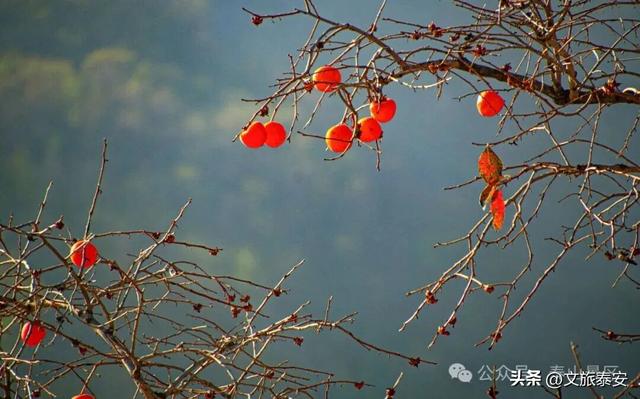 千万别在秋天来泰安，不然真的很难戒断