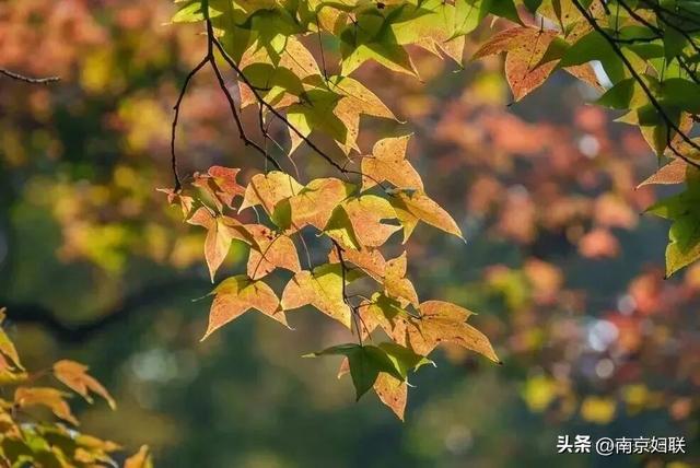 初秋→深秋，紫金山赏秋清单