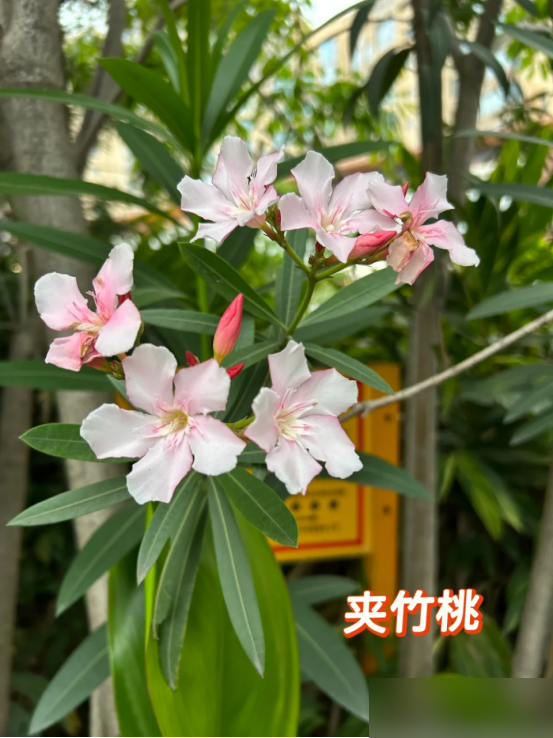 阴花不能进阳宅！这5种花“打死”也不养，家里若有？快挪走！