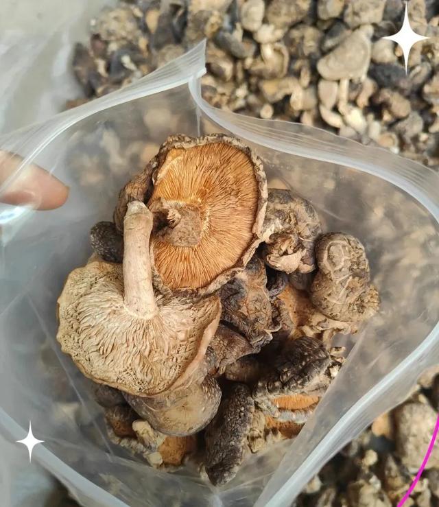 世界自然遗产、物种基因库、北纬31°绿色奇迹——神农架旅游攻略