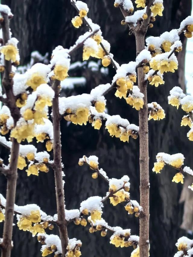 看！这是昌平雪后的美景——