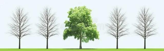 植树节:亭亭山上松,瑟瑟谷中风。关于树木的诗词集锦。