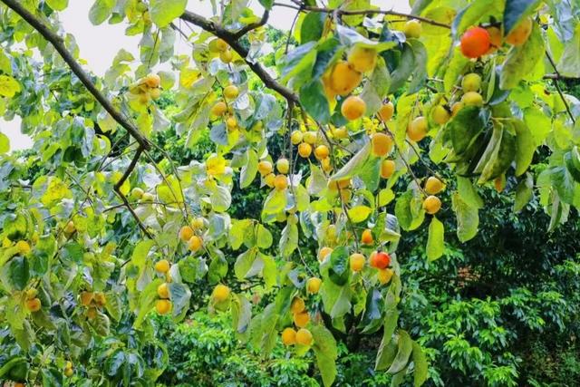 秋天游从化温泉，康养+赏景的双重盛宴等你来！