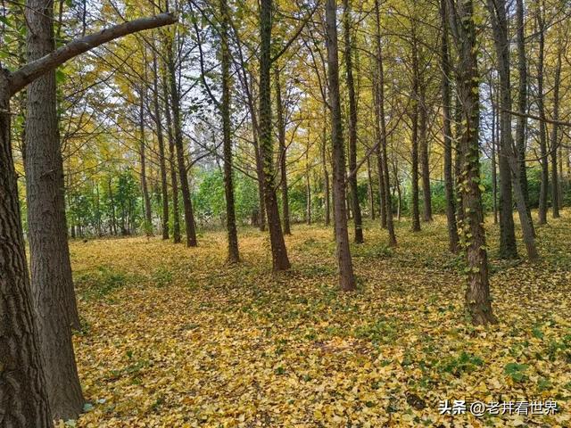 济宁的两处网红打卡地 || 胡成江