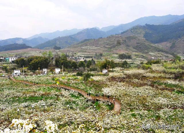 成都彭州最大规模梨花开了，面积超4000亩，超级震撼，不要门票！