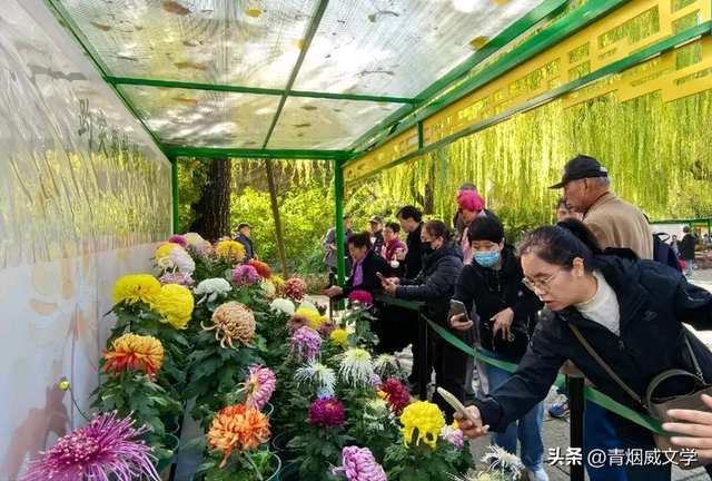 趵突菊韵 锦绣泉城