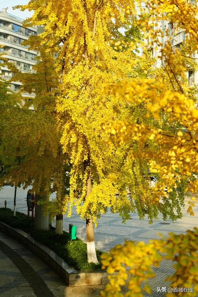 错过等明年！宜宾今年宝藏银杏打卡地合集在这里