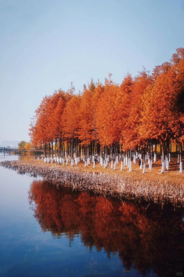 《长沙秋韵地图》发布！这抹限定绚烂，再不去就晚了