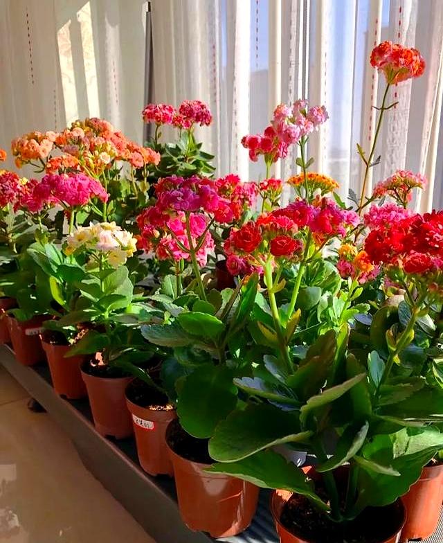 北京一太太因“酸奶杯养长寿花小苗”走红网络	，省钱又治愈，牛