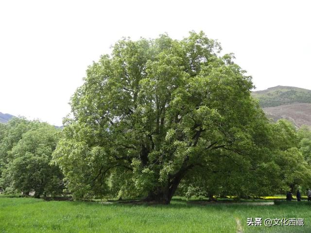 邂逅极致风光！西藏这个小县城，叫人直呼惊艳！